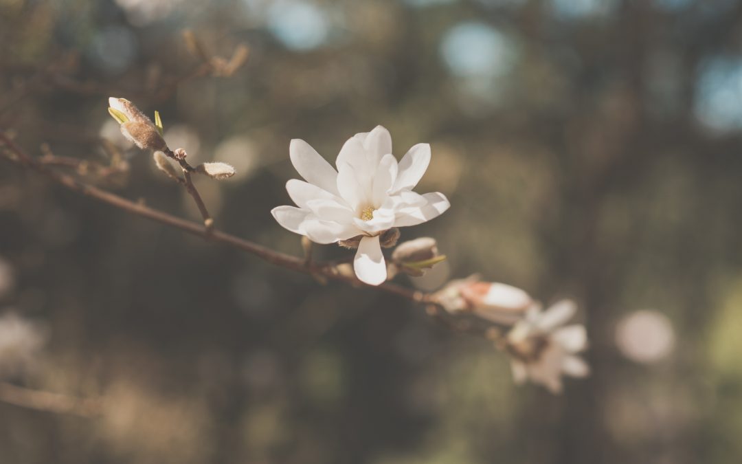 5 Spring Self-Care Tips to Recharge After a Long Winter